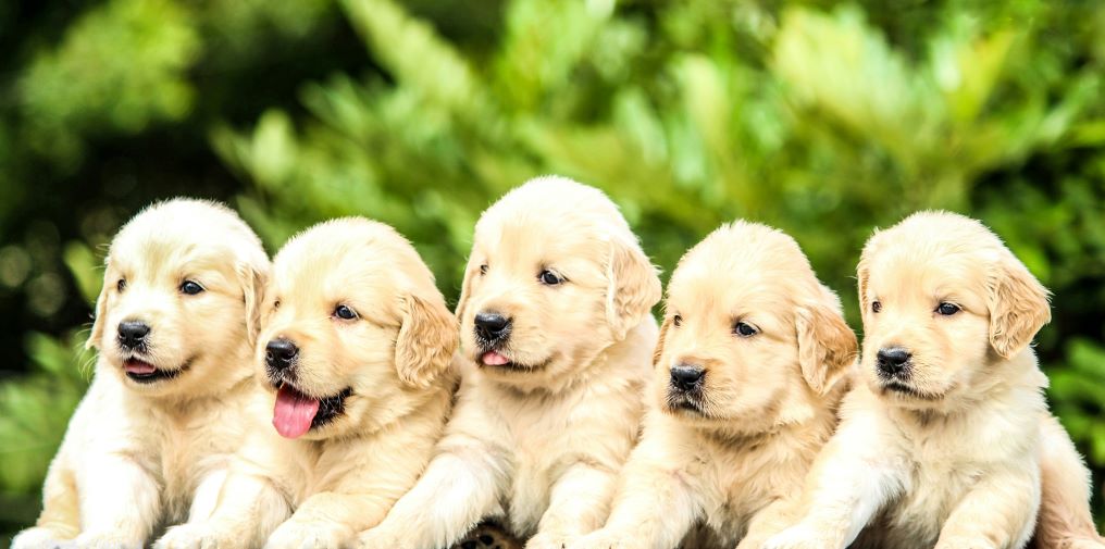 Best Dog Food Toppers for Puppies