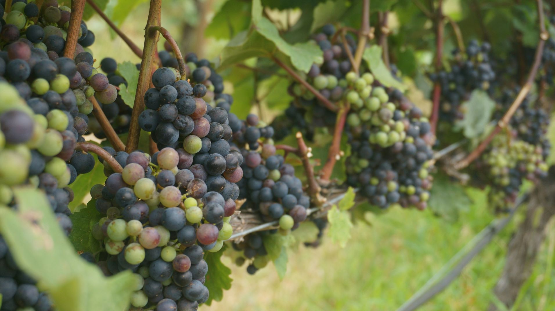 Can Dogs Have Grapes