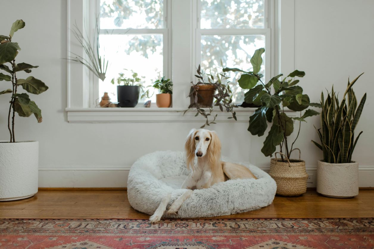 Creating a Pet-Friendly Home