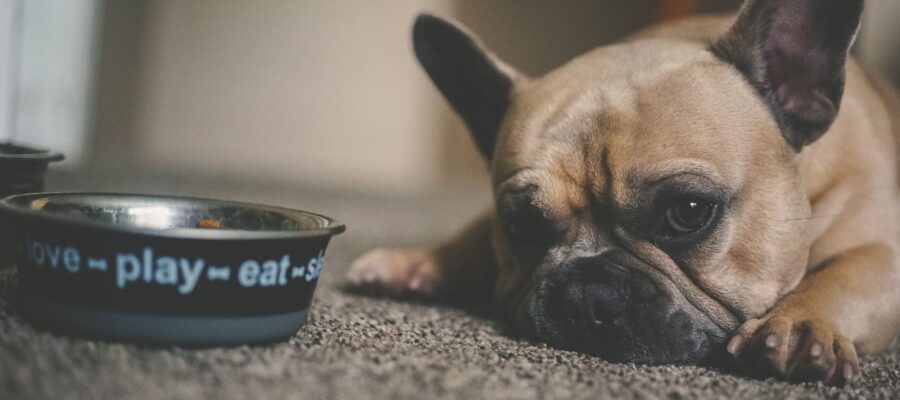 From Picky Eaters to Health Enthusiasts - How Beef Heart Can Transform Your Dog's Diet