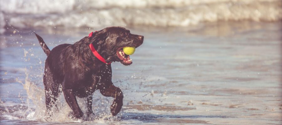 Guide to Dog-Friendly Beaches