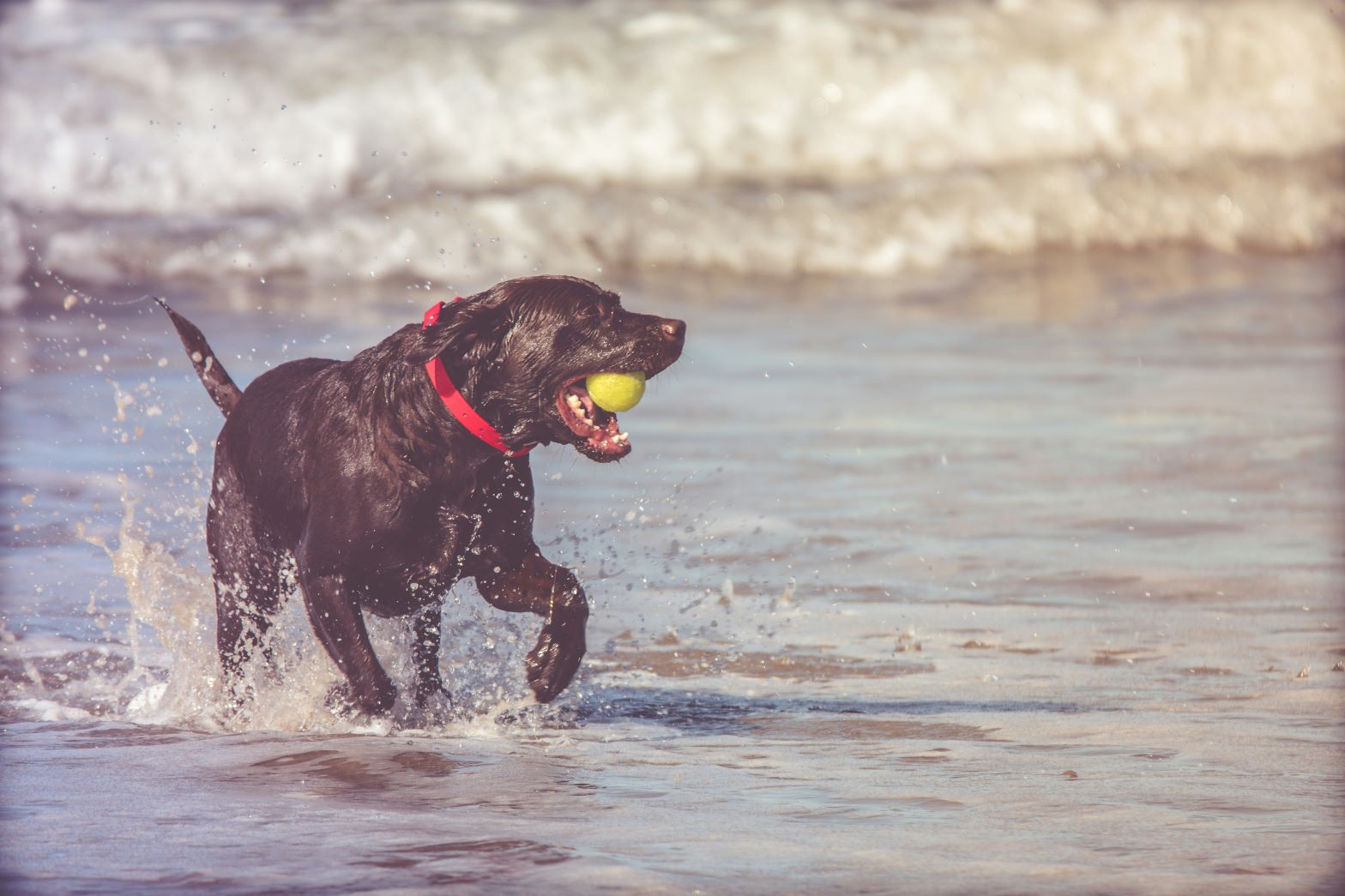 Guide to Dog-Friendly Beaches