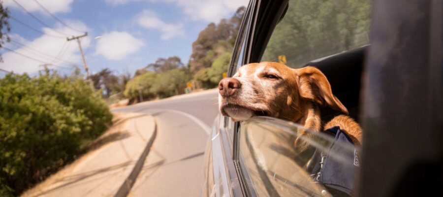 How Toppers Can Keep Your Dog Calm and Comfortable on the Go