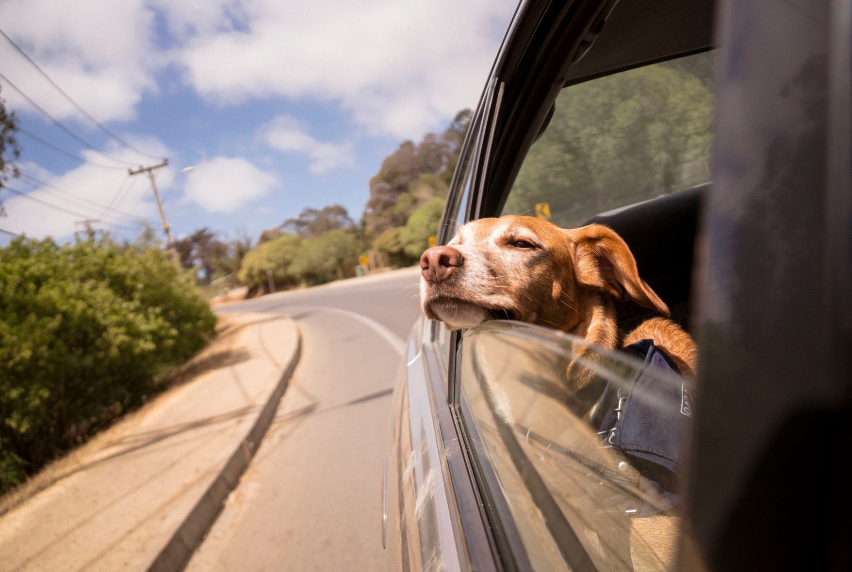 How Toppers Can Keep Your Dog Calm and Comfortable on the Go