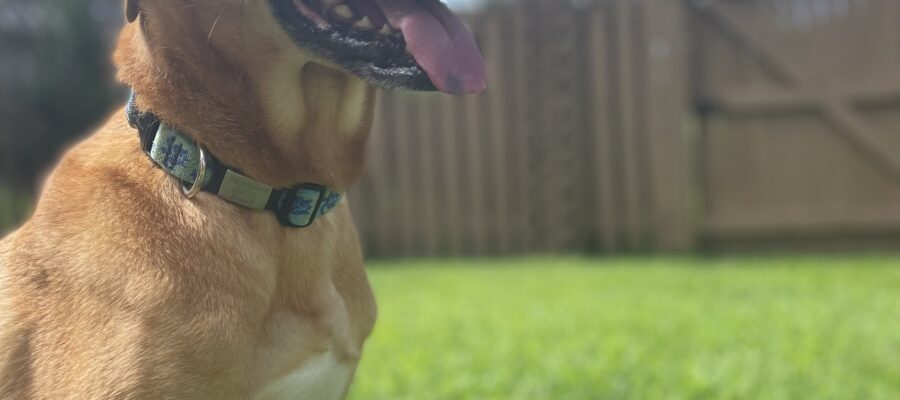 dog breed spotlight - red bone coonhound