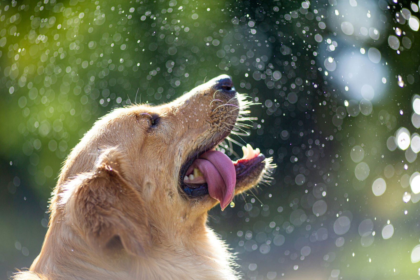 Keeping Your Dog Cool in the Summer