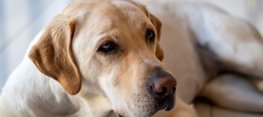 The Labrador Retriever