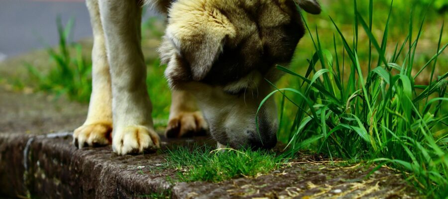 Understanding and Managing Spring Time Allergies in Dogs