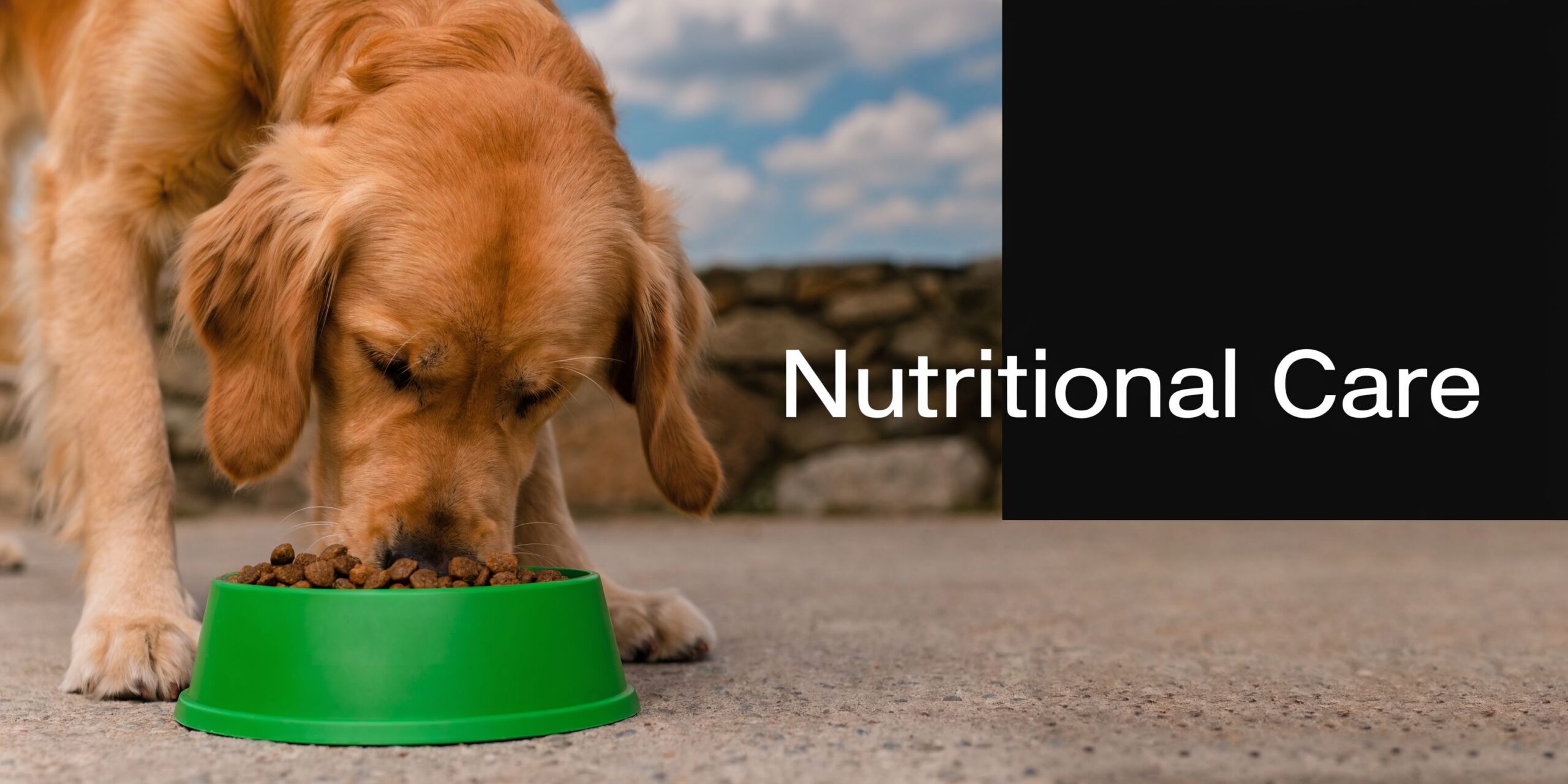 A golden retriever eating dry dog food from a green bowl with the text Nutritional Care overlaid.