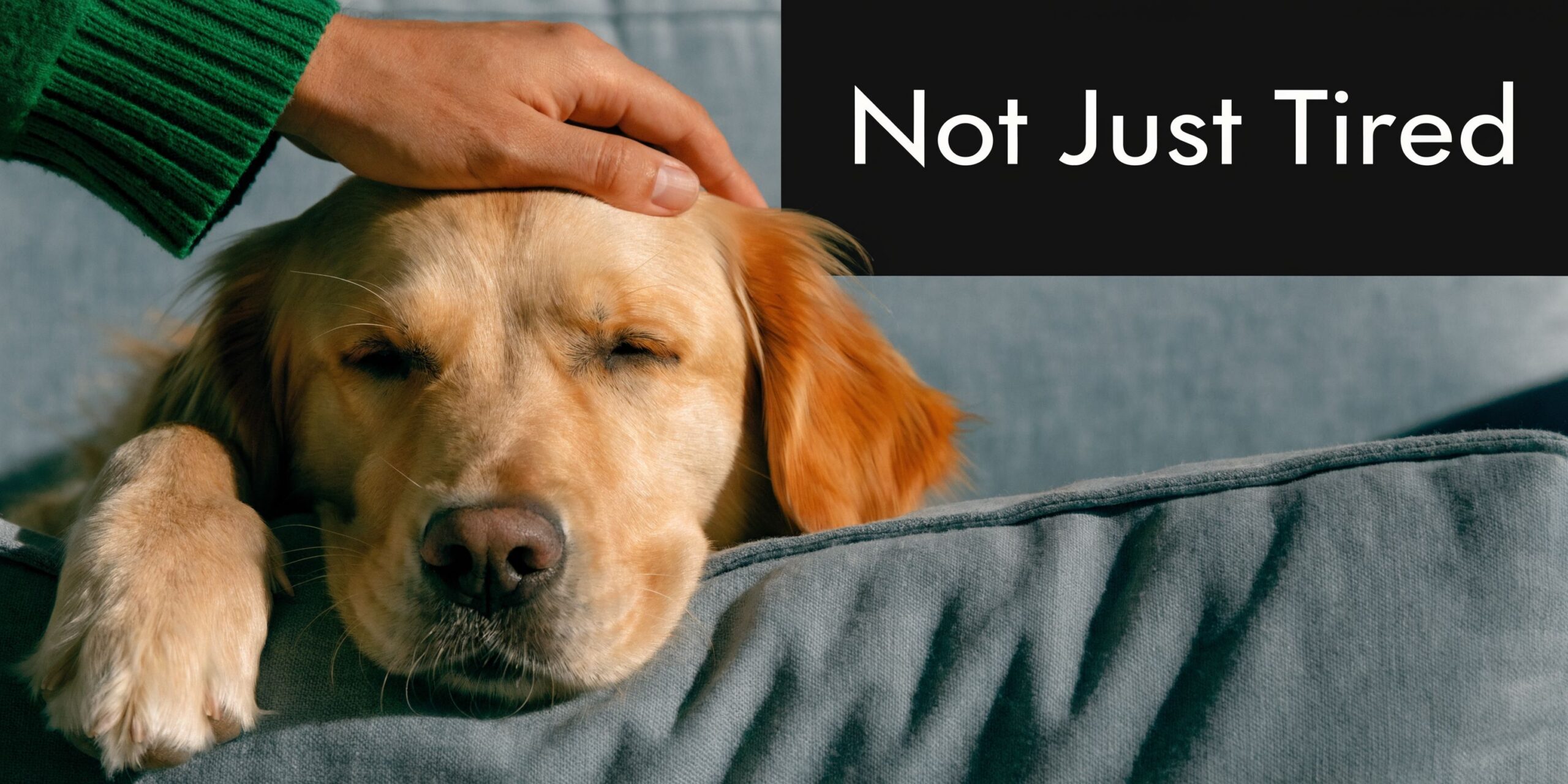 A gentle hand strokes a golden retriever dog resting its tired head on a soft grey cushion.