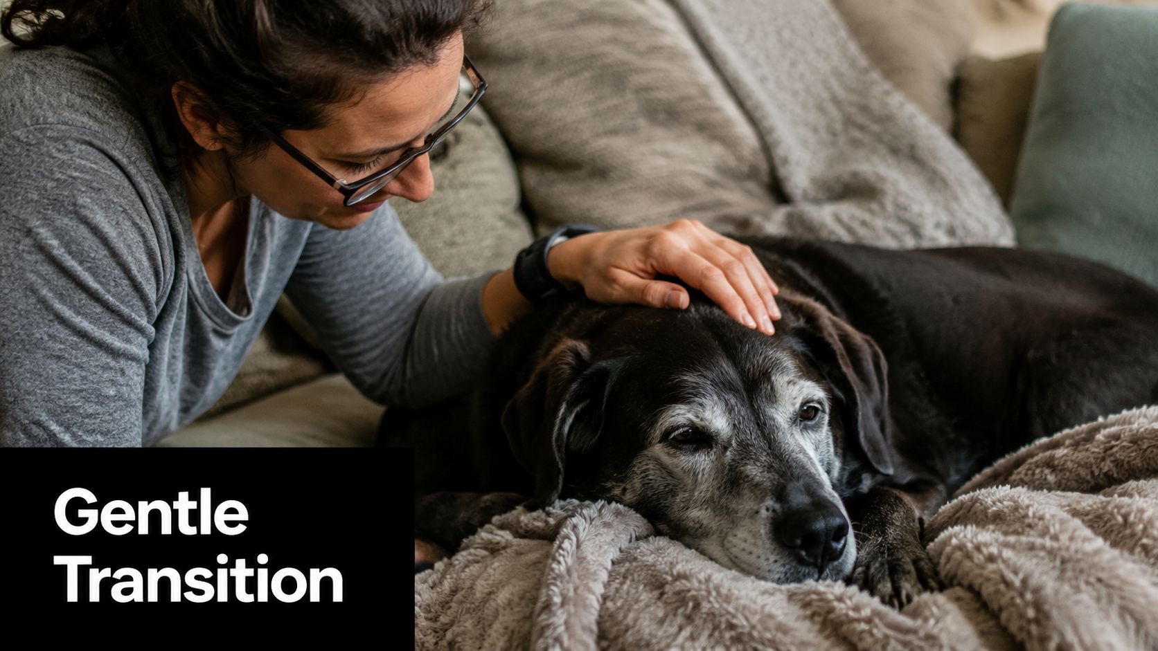 A woman gently pets her elderly senior dog who is resting comfortably on a soft blanket.