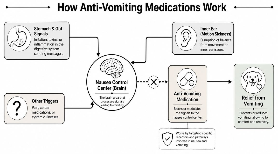 A diagram explaining how anti-vomiting medication works by blocking signals to the dog's nausea control center.
