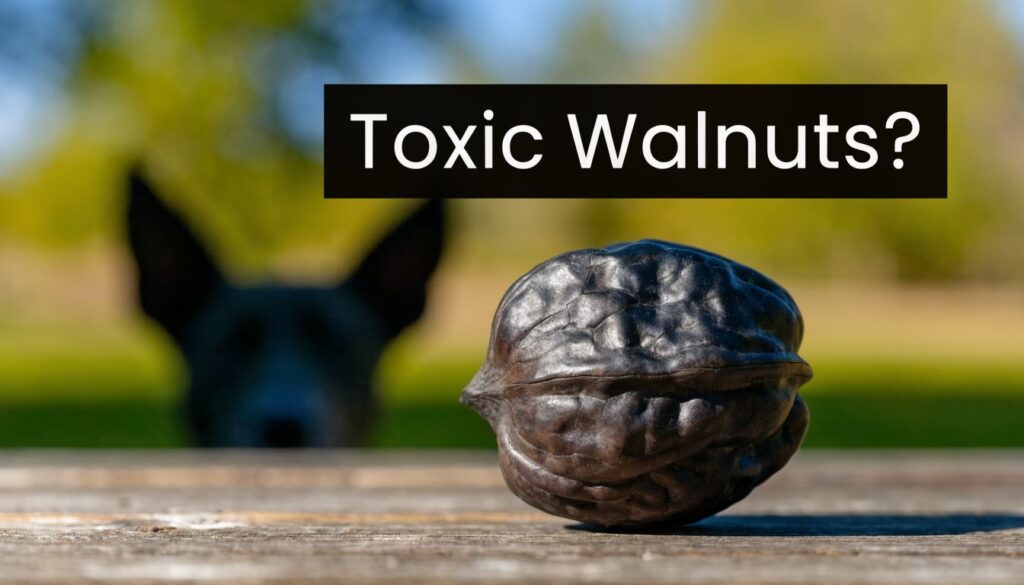 Are Black Walnuts Toxic to Dogs?