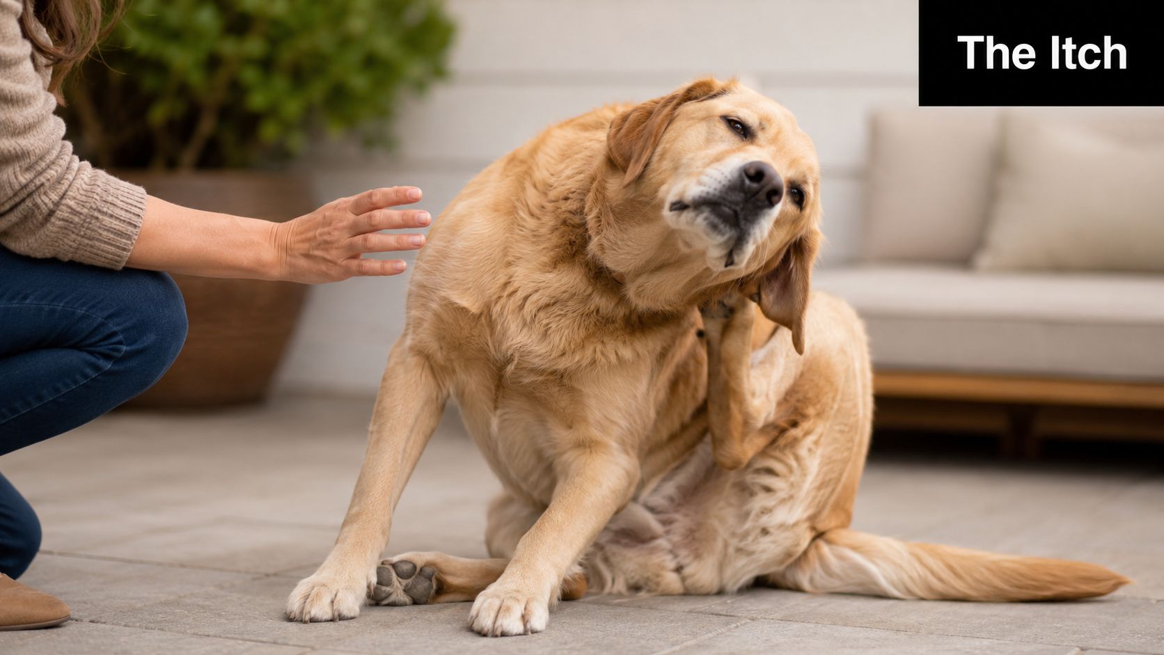 A golden retriever dog scratching its ear while a person reaches out to comfort the animal.