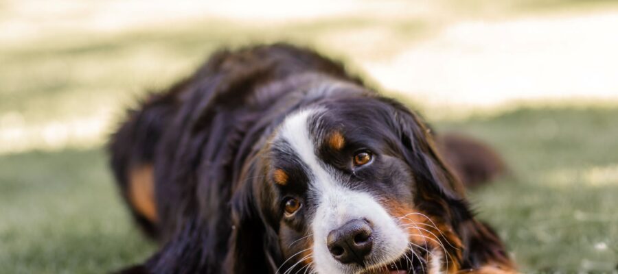 are marrow bones good for dogs