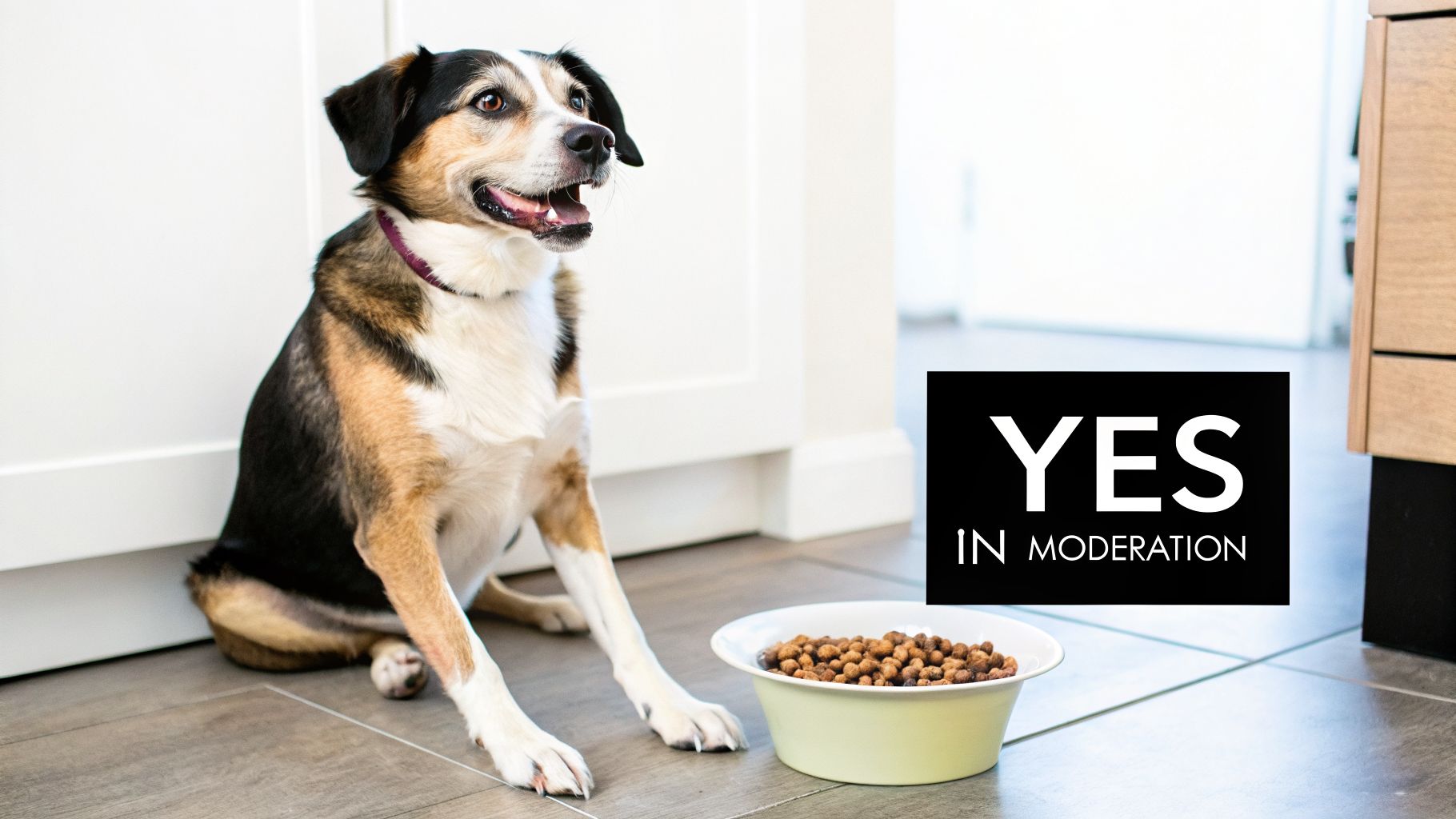 A happy tri-color dog sits patiently next to a bowl of kibble, with a 'YES IN MODERATION' sign.