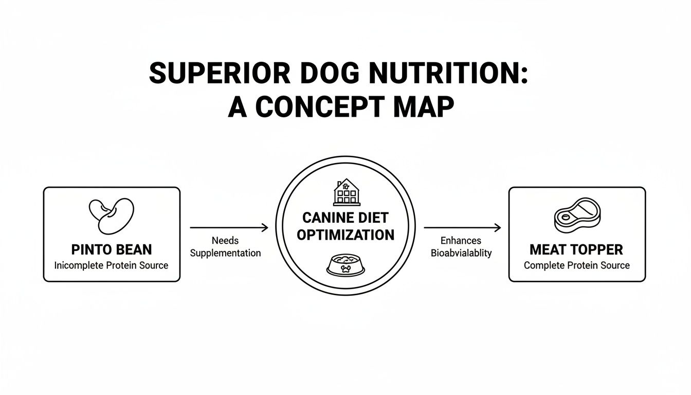 Concept map illustrating superior dog nutrition with pinto beans as incomplete protein and meat toppers for canine diet optimization.