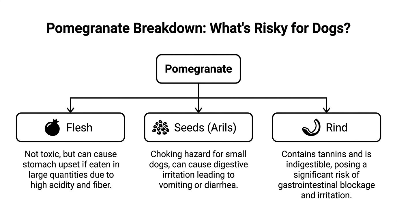 A diagram explaining the risks of feeding pomegranate flesh, seeds, and rinds to dogs.
