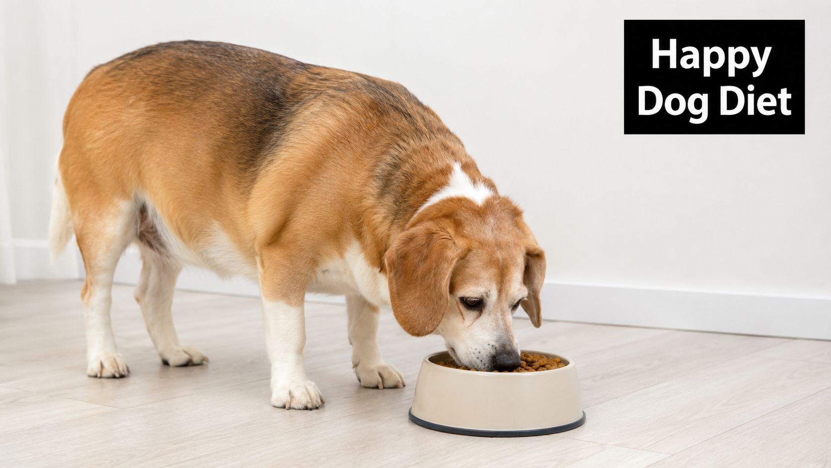 An overweight beagle dog eating healthy dry kibble from a bowl on a light-colored floor.