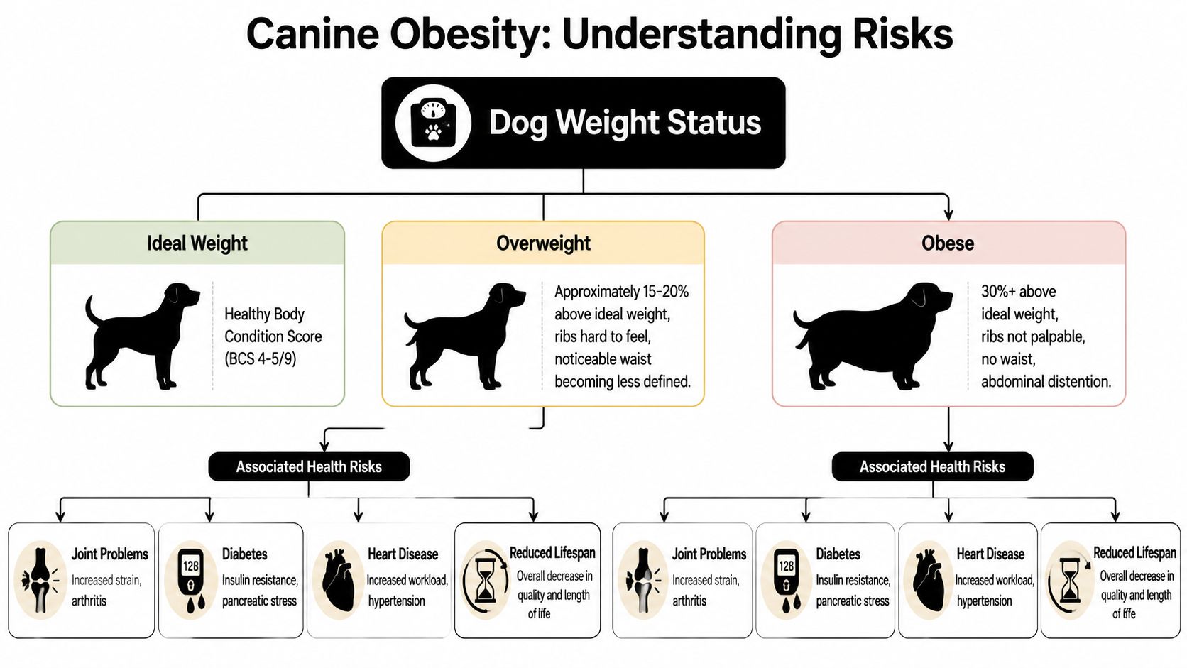 An infographic showing the categories of canine obesity, including ideal, overweight, and obese dogs with health risks.