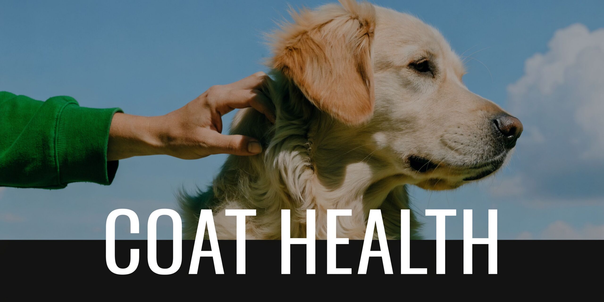 A human hand gently stroking the soft, healthy fur of a golden retriever dog outdoors.