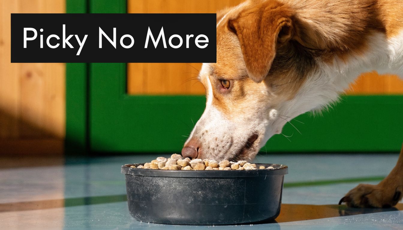 A brown and white dog eating dry food from a black bowl on a reflective floor