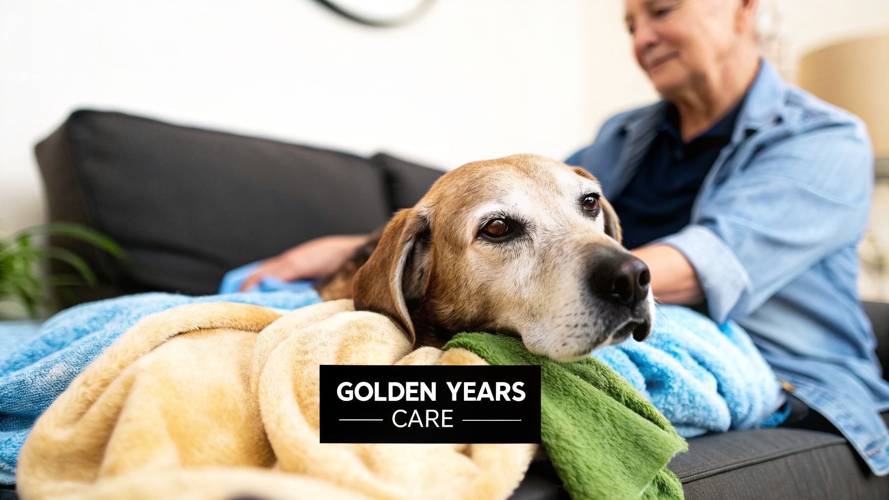 An elderly dog rests comfortably on a sofa, covered in blankets, with an owner gently caring for it.