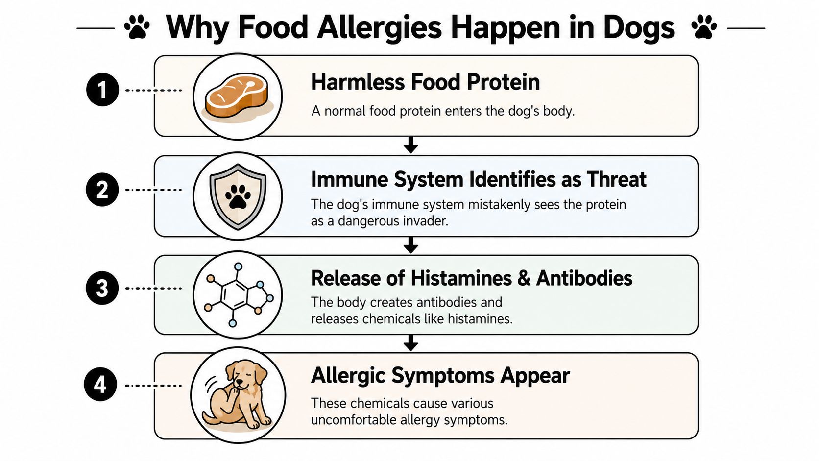 A four-step infographic explaining the biological process of how food allergies develop in dogs.