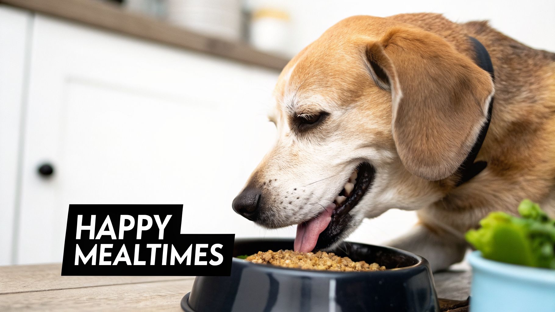 A close-up shot of a happy dog eagerly eating dry food from a bowl, with the text 'HAPPY MEALTIMES' overlaid on the image.