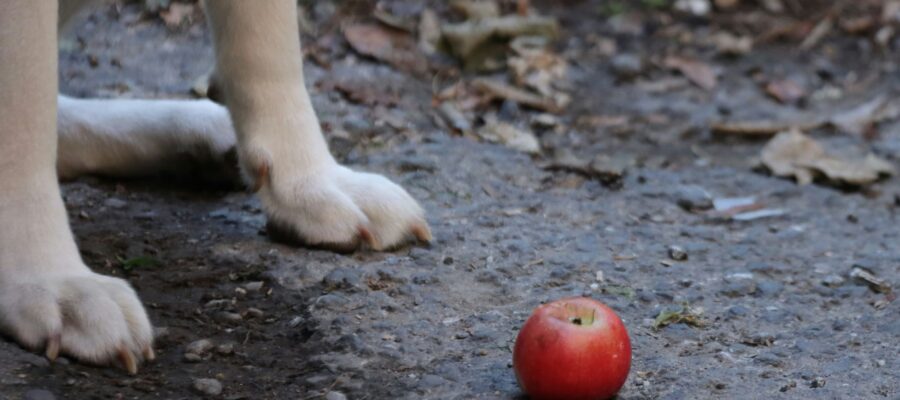 can dogs have apples