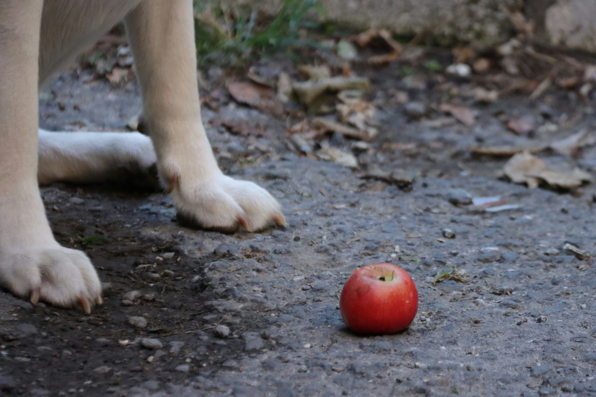 can dogs have apples