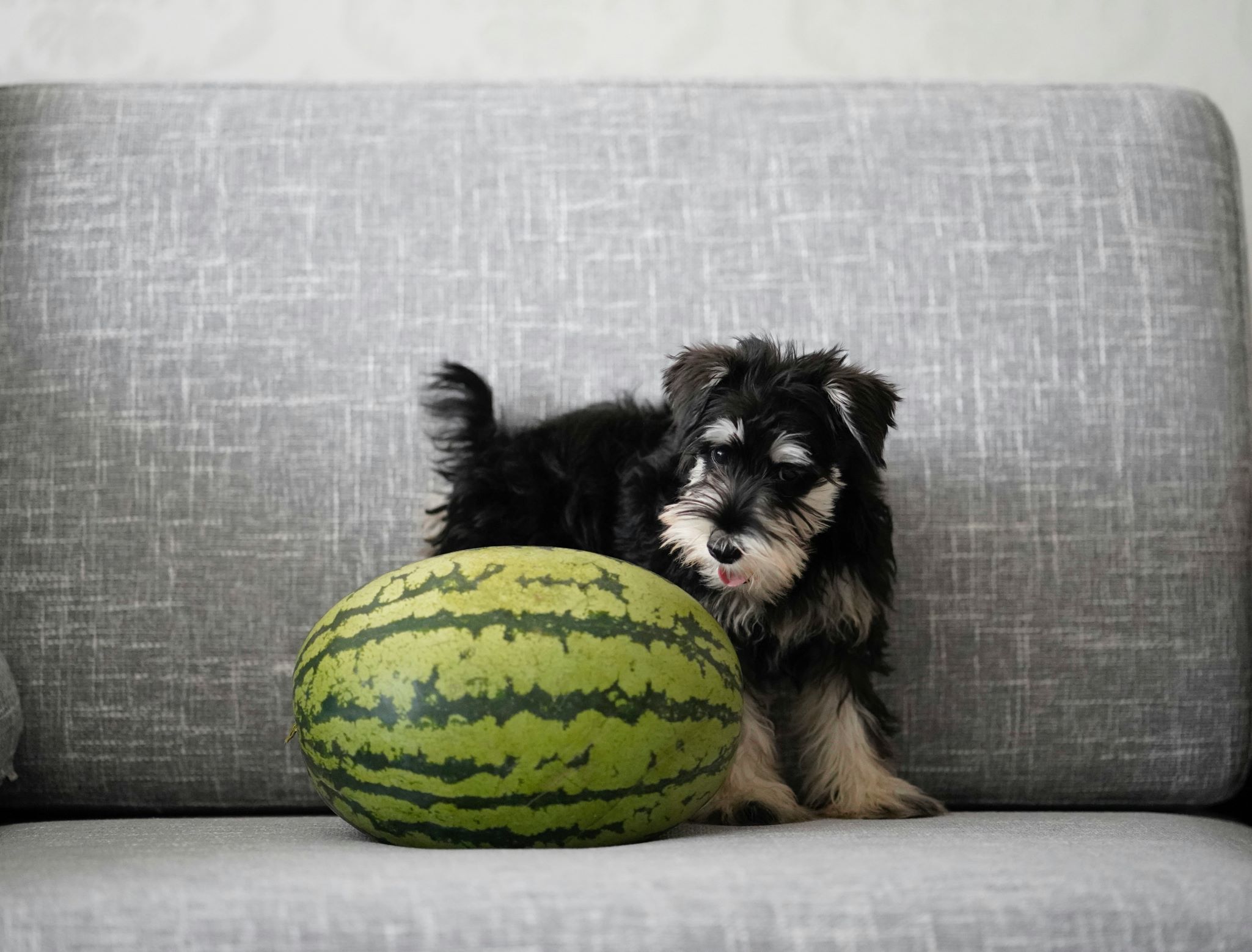 can dogs have watermelon