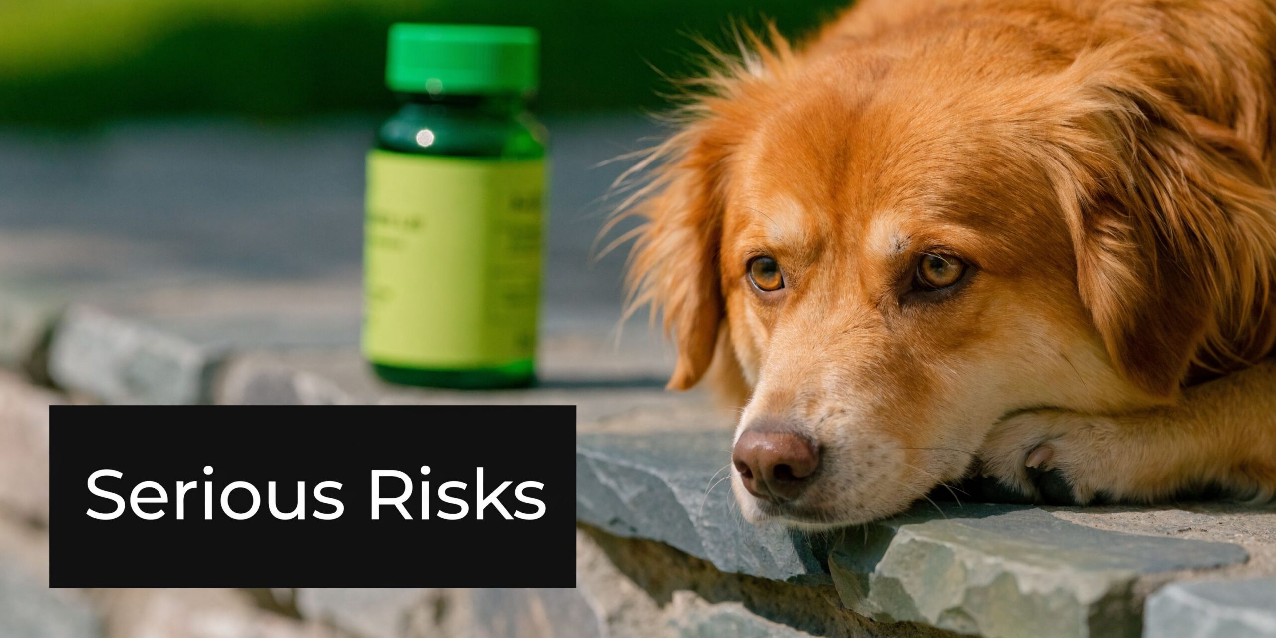 A golden dog resting sadly on a stone wall next to a bottle of pills.