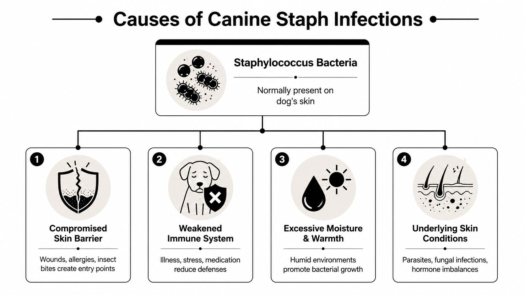 An infographic showing the four primary causes of canine staph infections in dogs, including bacteria and environmental factors.