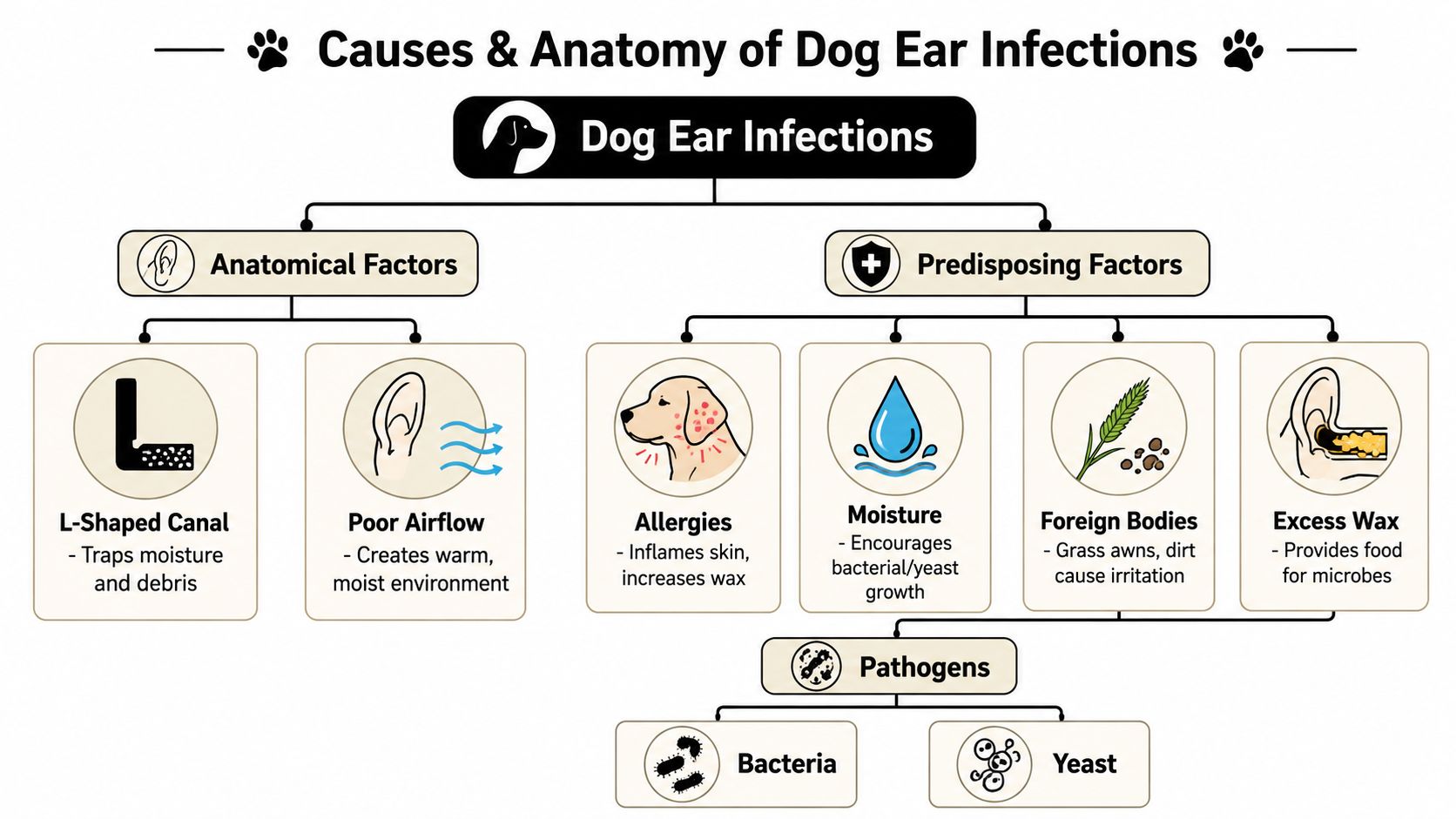 A diagram illustrating the various anatomical and predisposing factors causing ear infections in dogs.
