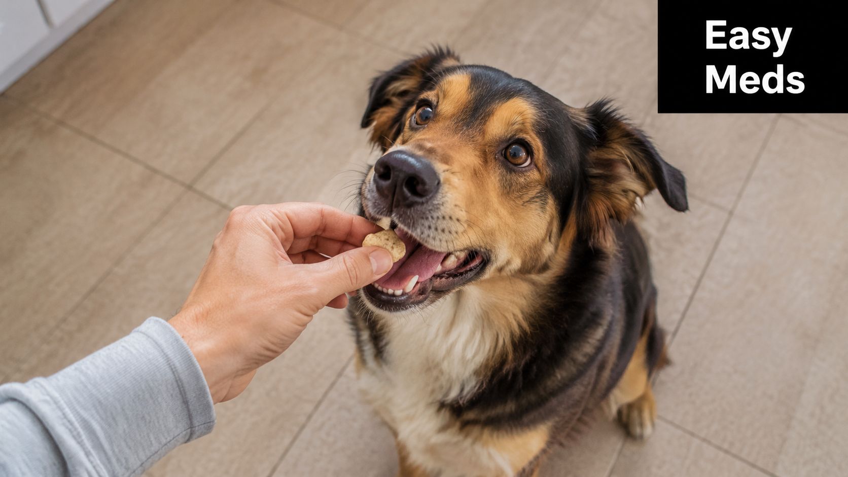 A person offering a small pill or treat to a dog, capturing a moment of care and medication.