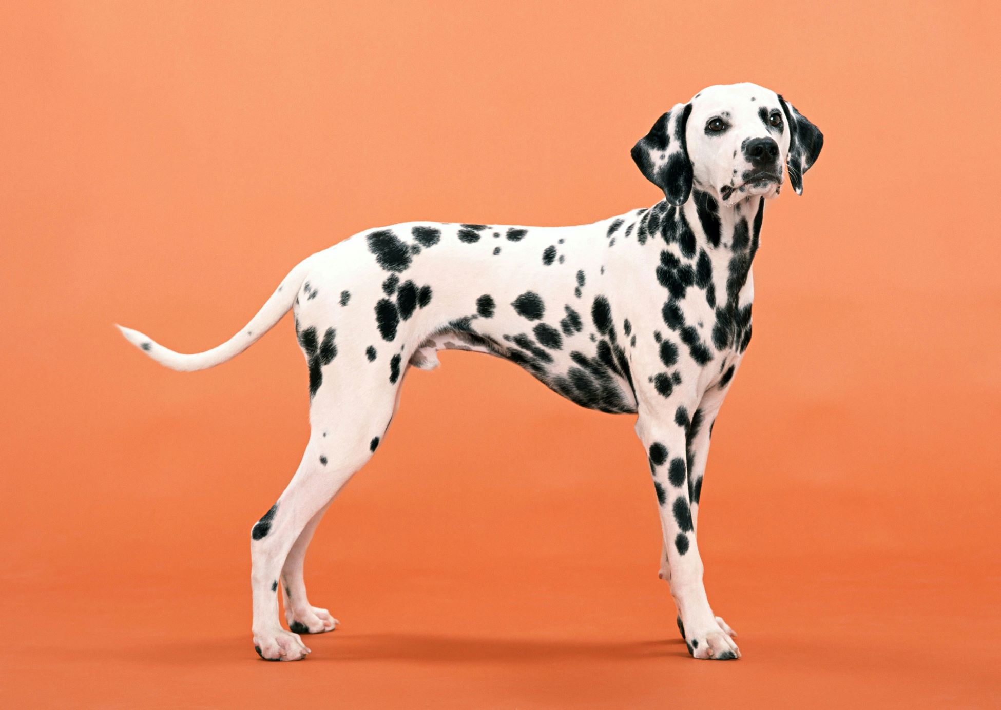 Dalmatian general overview