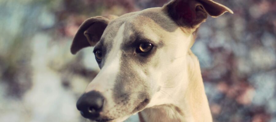 dog breed whippet
