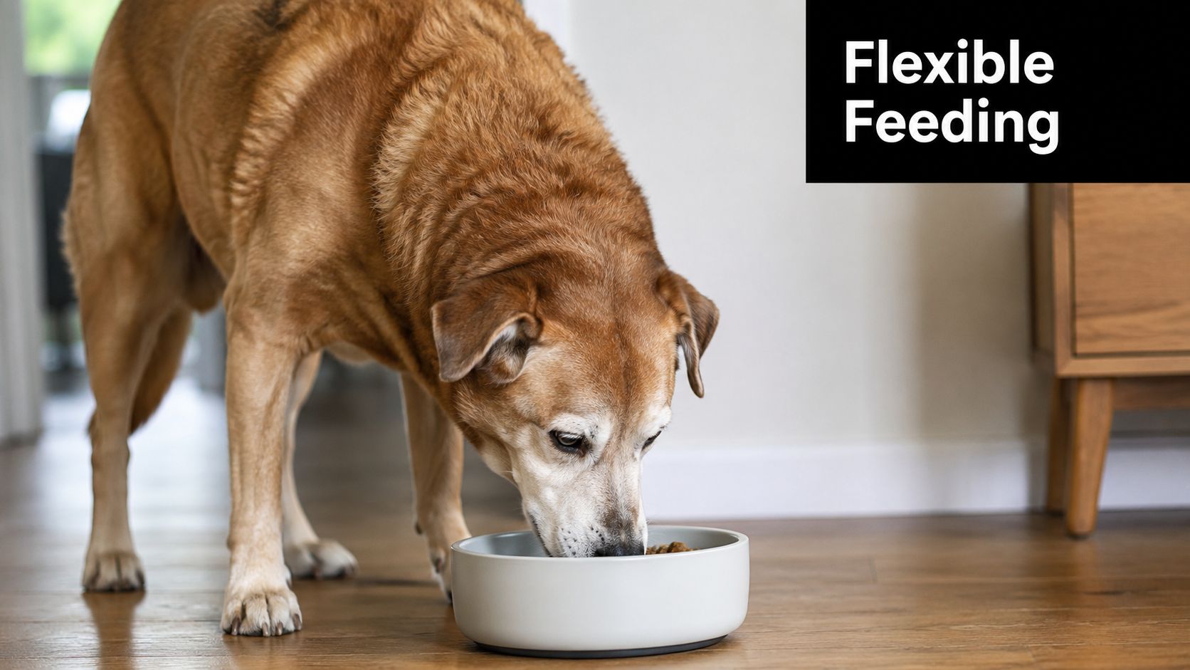 A senior golden-colored dog eating dry food from a modern minimalist bowl on a wooden floor.