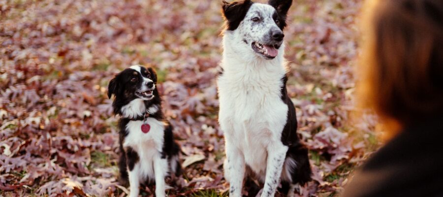 dog nutrition for the fall
