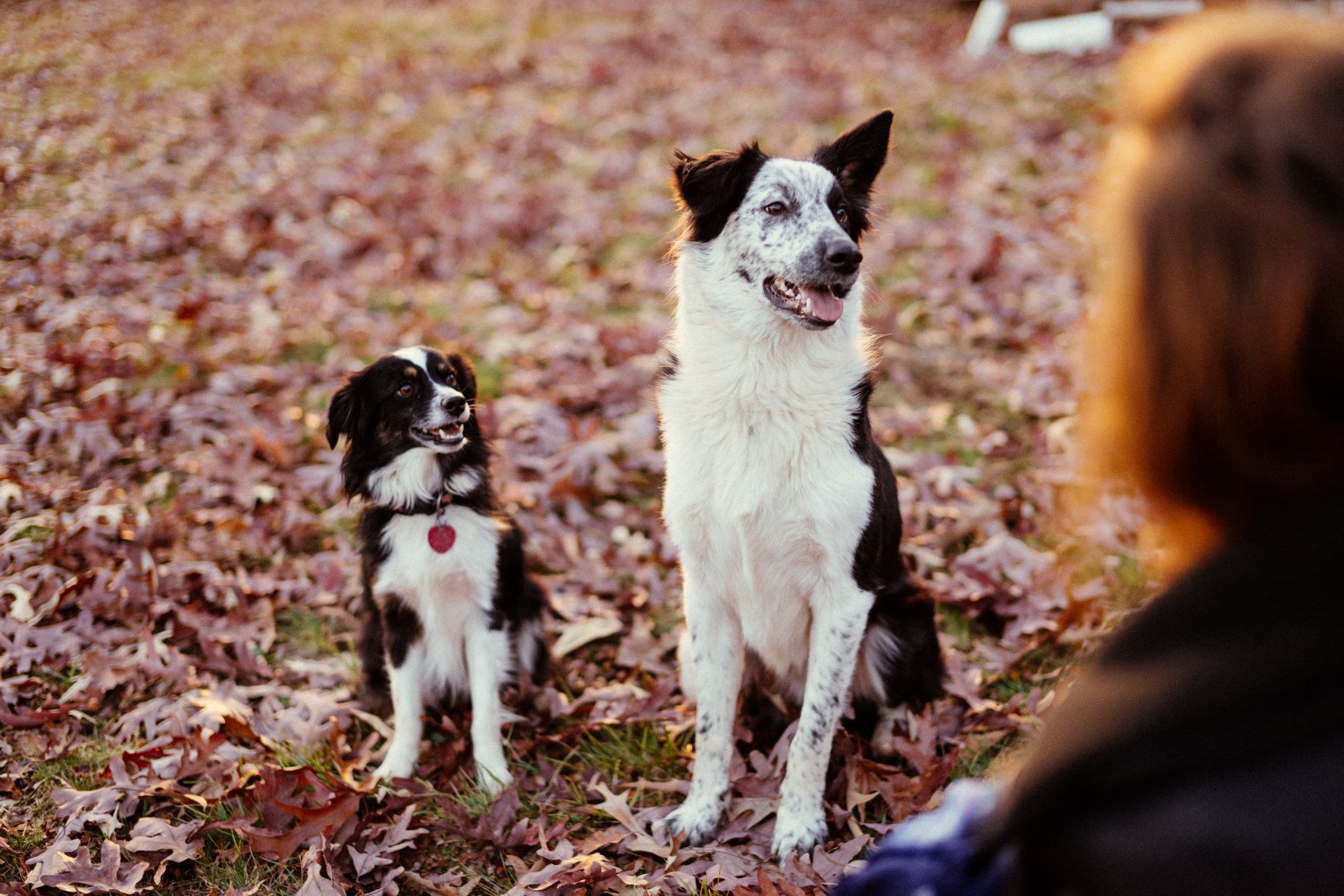 dog nutrition for the fall