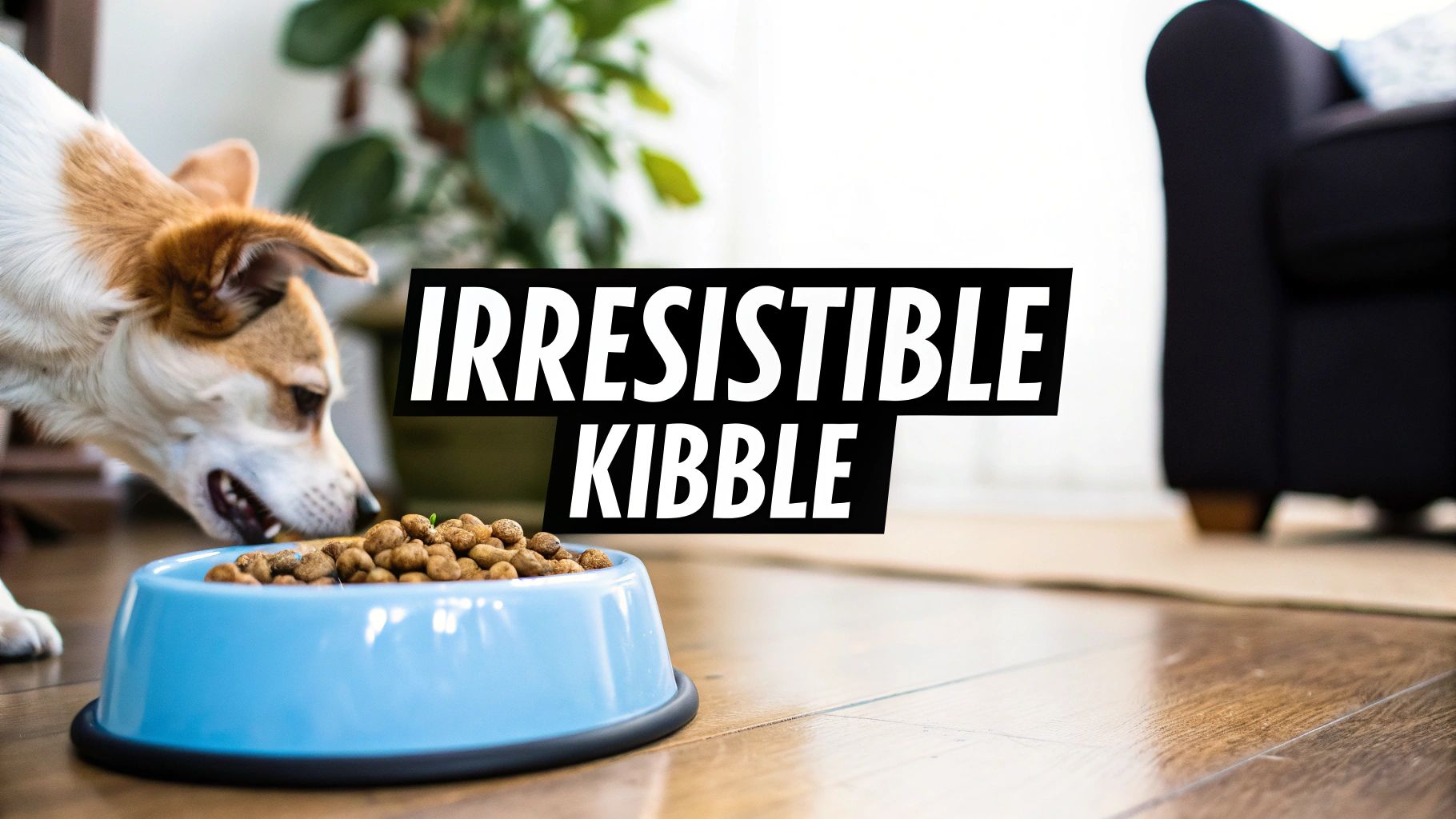 How to Get Your Dog to Eat Kibble