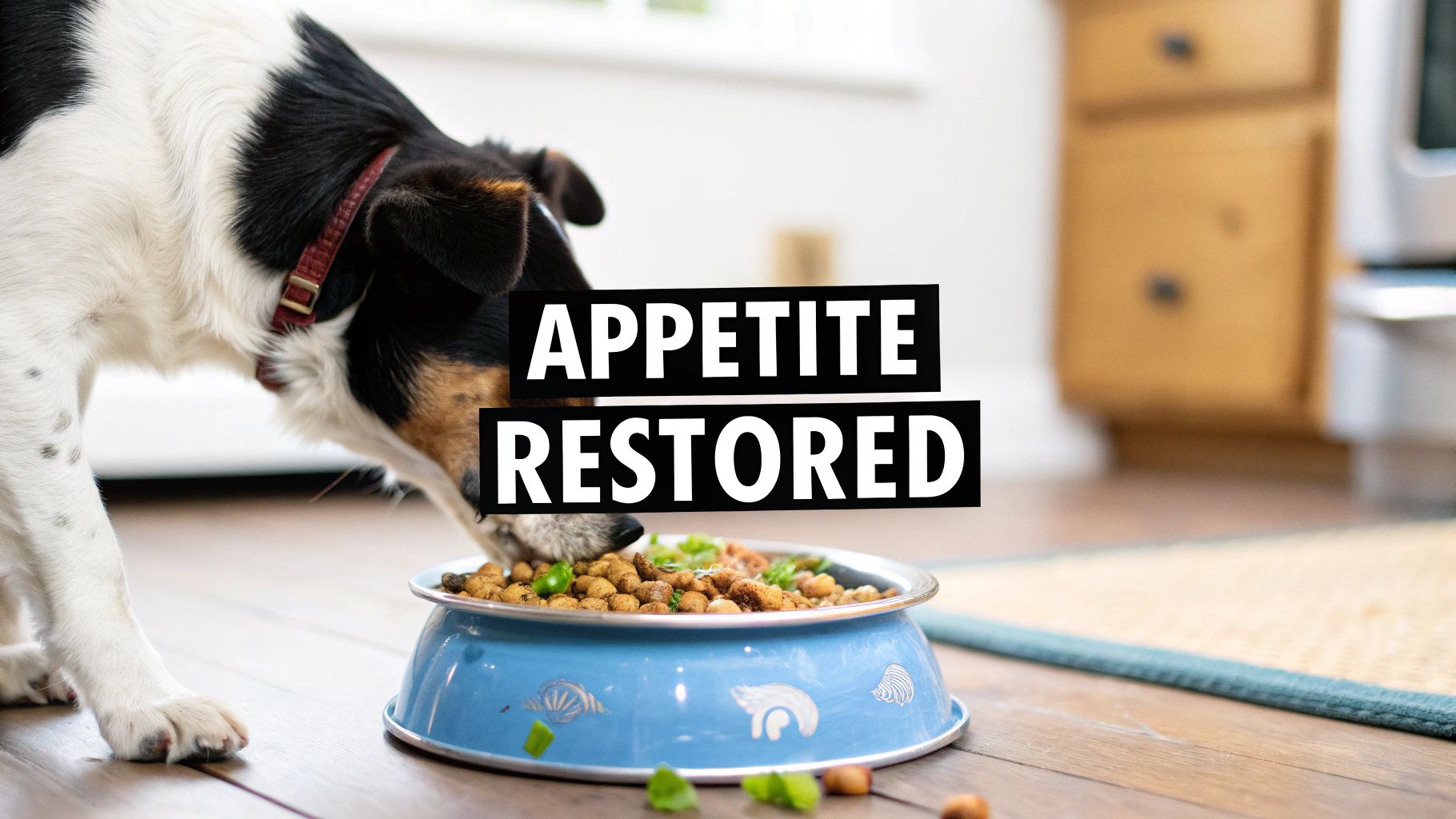 Dog Won't Eat Dry Food