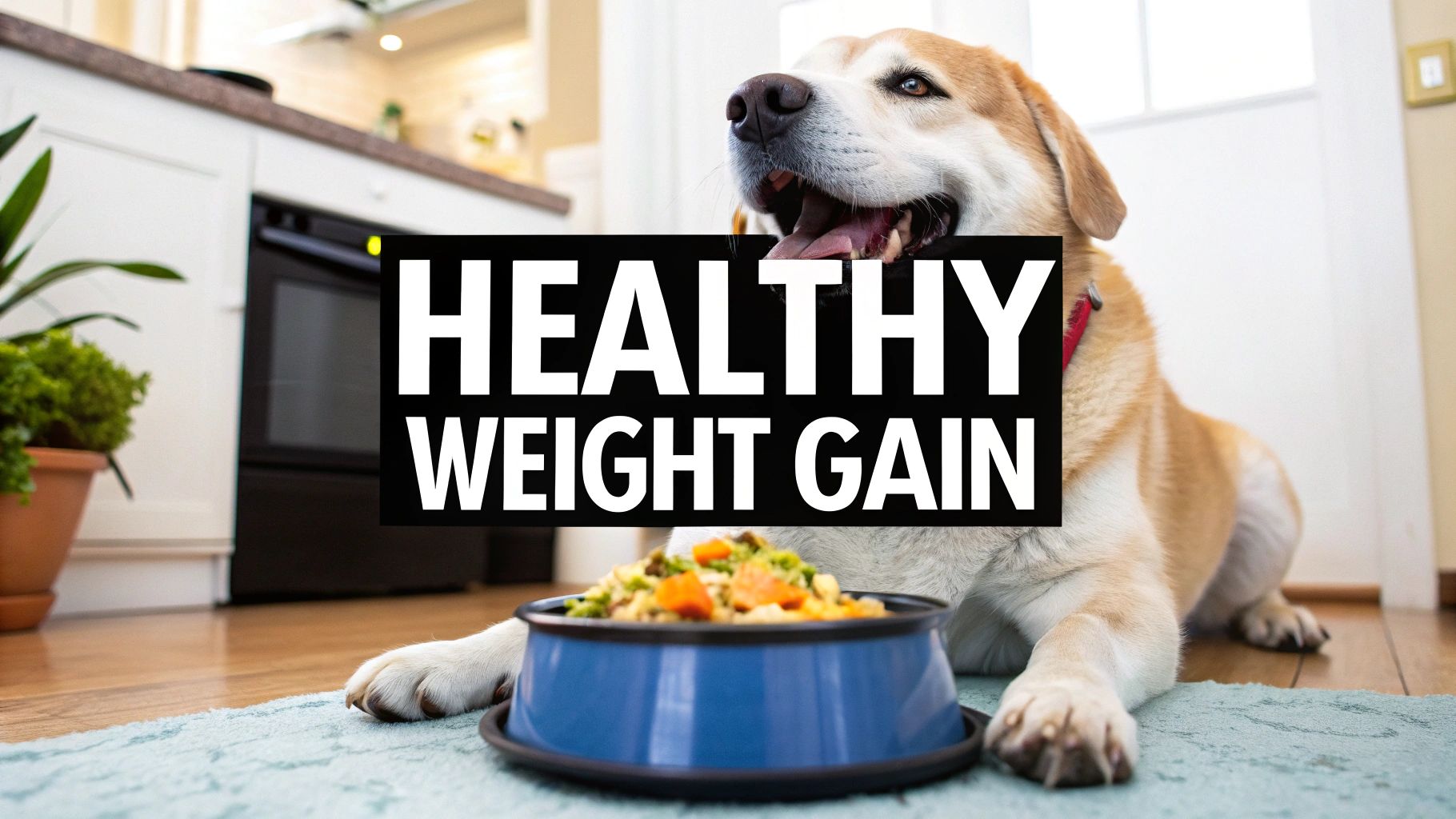 The Best Way to Put Weight on a Dog