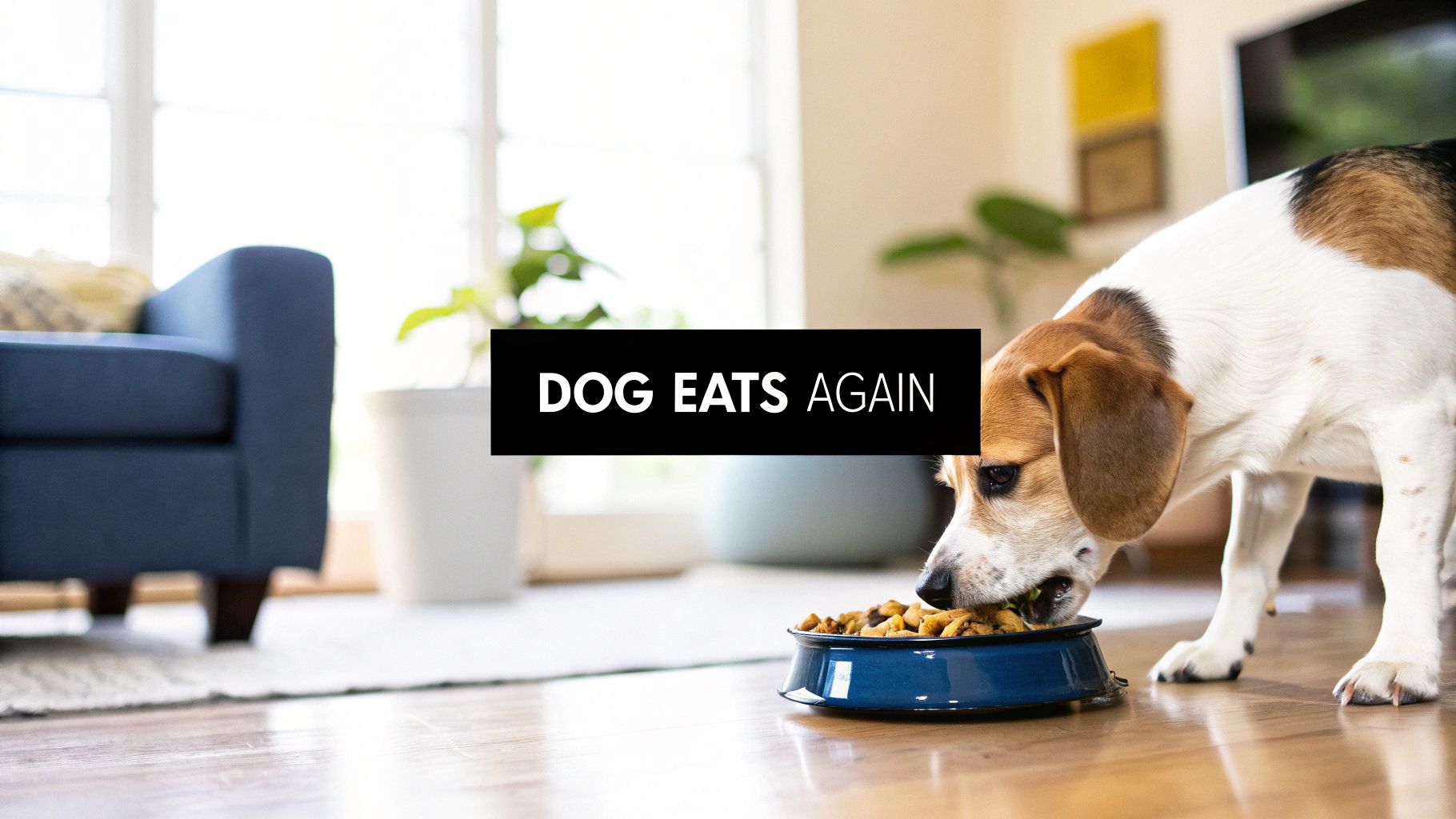 Dog Won't Eat After Surgery