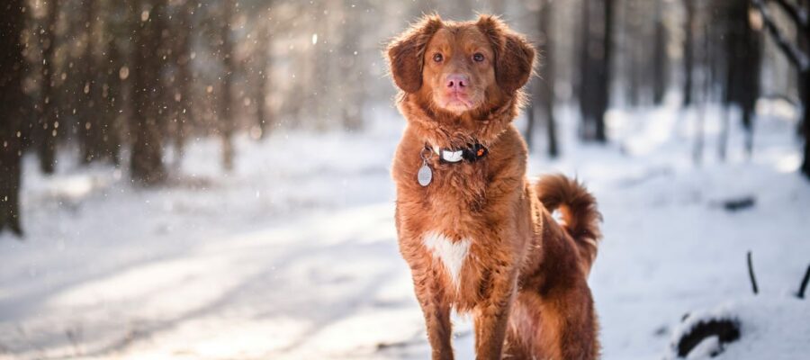 how cold is too cold for a dog walk