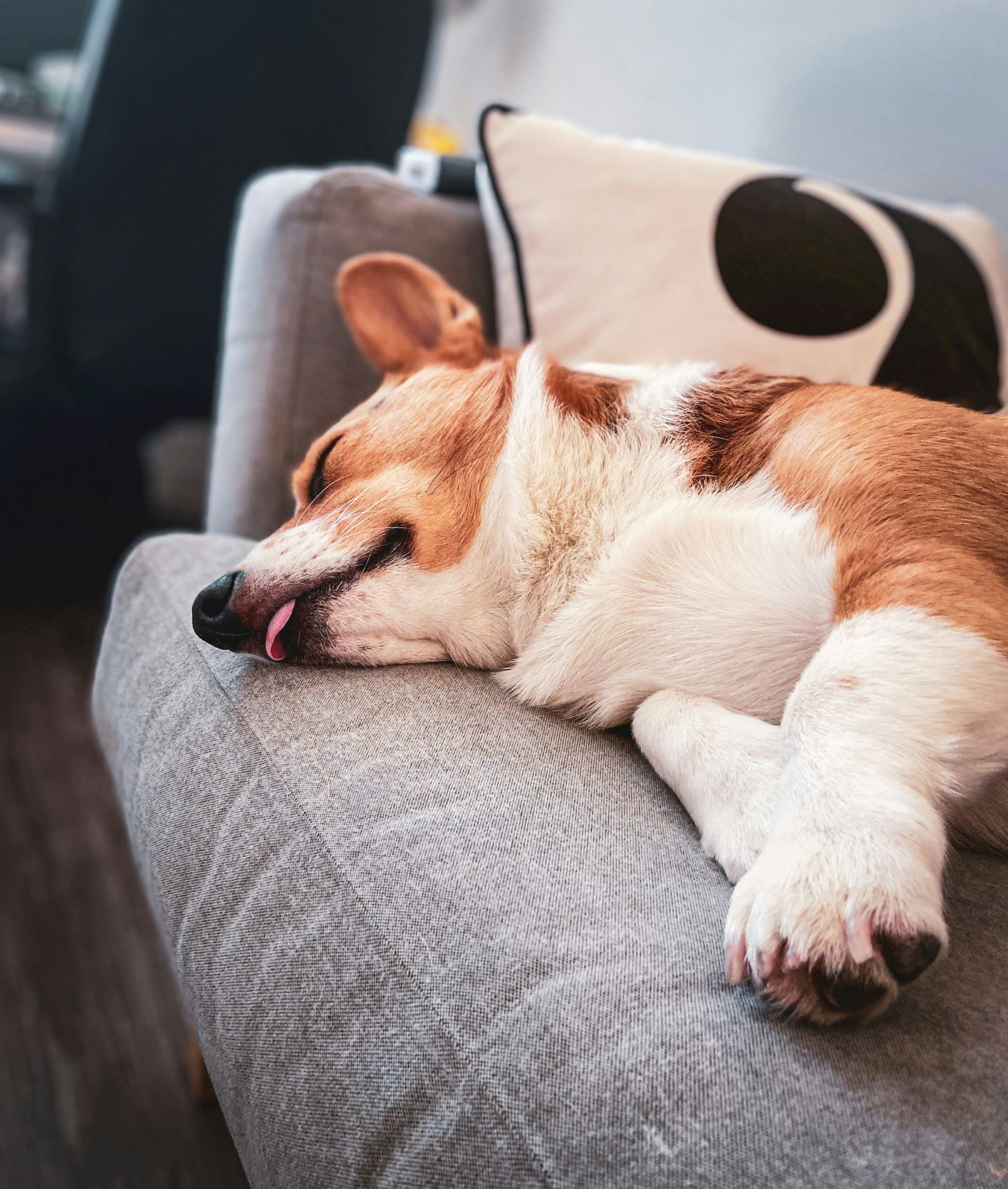 how long should a dog sleep for