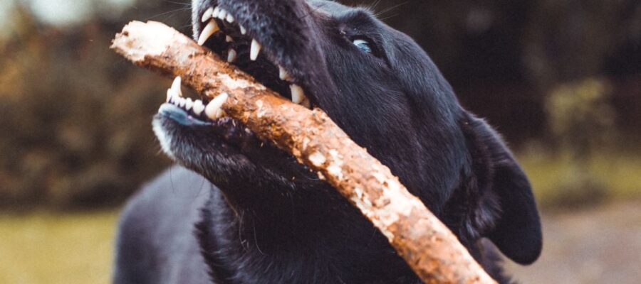 how to keep your dog's teeth clean