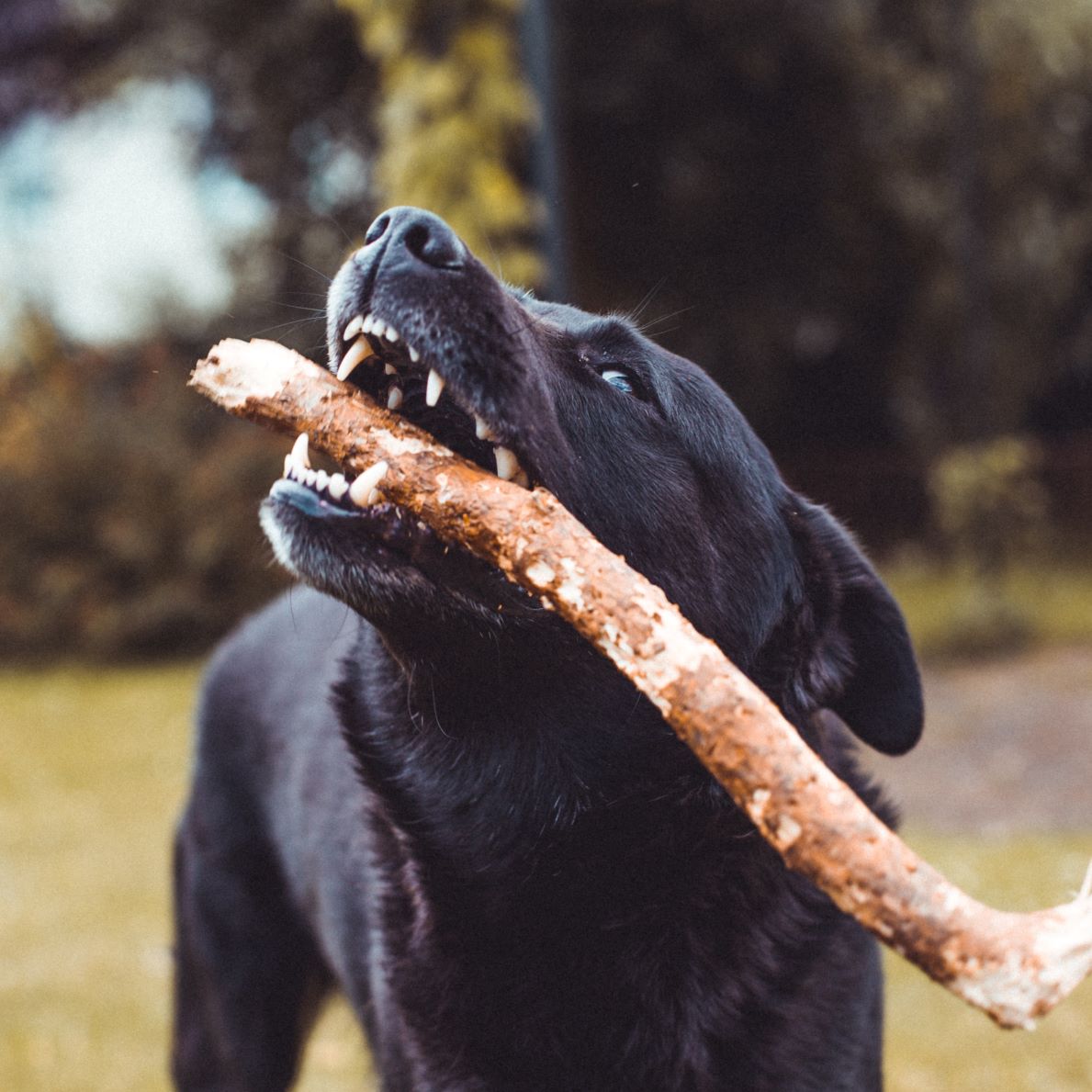 how to keep your dog's teeth clean