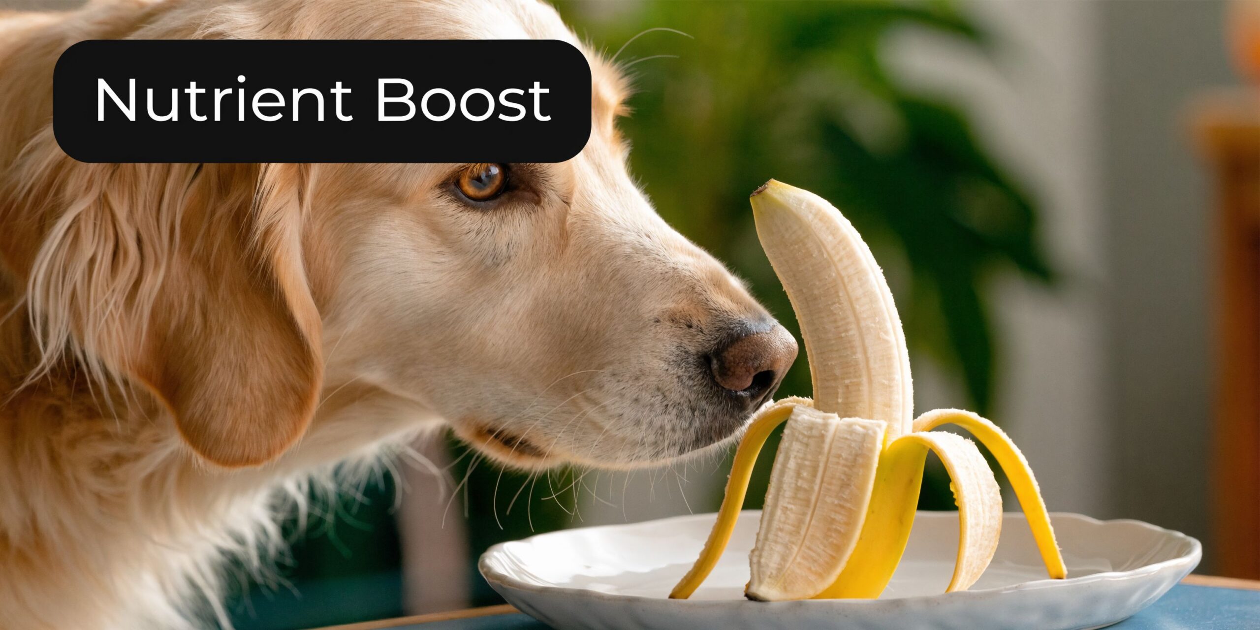 The Nutritional Power Packed in a Banana